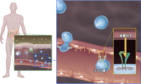 血中から腸にリンパ球が入りこむ様子